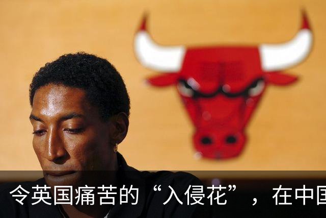 令英国痛苦的“入侵花”，在中国沦为咸菜，吃到人工种植成笑谈